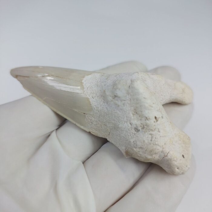 Rare Otodus Obliquus Tooth 8 cm Rare Mega teeth - Image 5