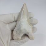 Rare Otodus Obliquus Tooth 8 cm Rare Mega teeth - Image 6