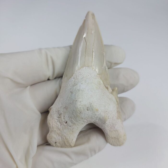 Rare Otodus Obliquus Tooth 8 cm Rare Mega teeth - Image 6