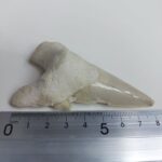 Rare Otodus Obliquus Tooth 8 cm Rare Mega teeth - Image 7
