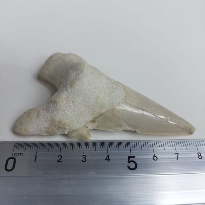 Rare Otodus Obliquus Tooth 8 cm Rare Mega teeth - Image 7