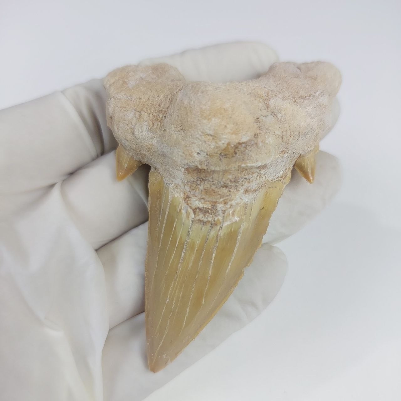 Rare Shark Fossil Otodus Obliquus Tooth 3 Megalodon FossilPaleo Rare Shark Fossil Otodus Obliquus Tooth 3 Megalodon FossilPaleo