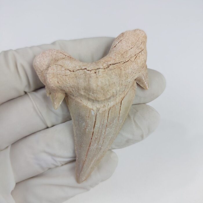 2.5" Specimen Otodus Obliquus Shark Fossil Tooth Morocco - Image 1