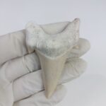 2.8" Specimen Otodus Obliquus Shark Fossil Tooth Morocco