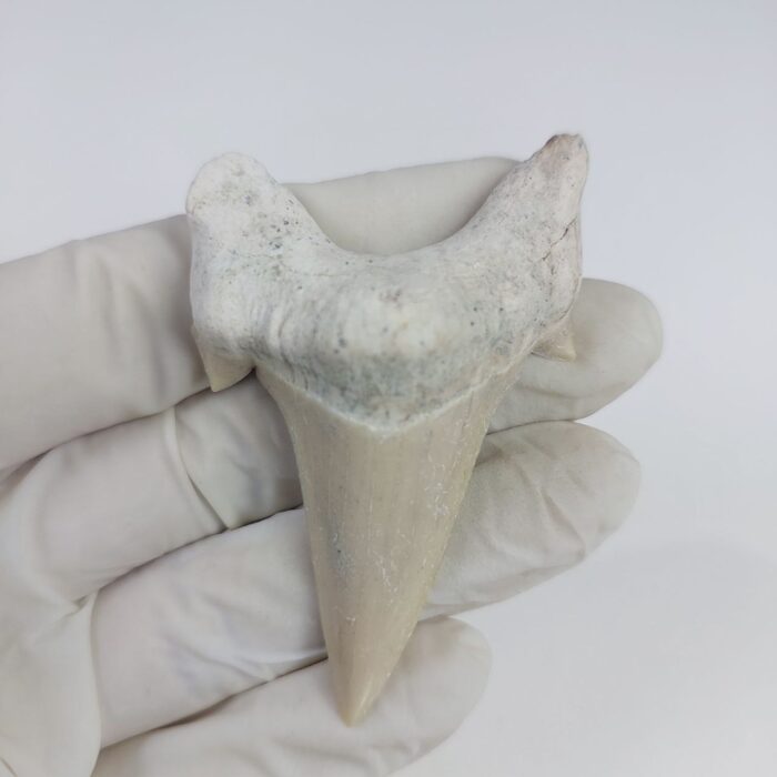 2.8" Specimen Otodus Obliquus Shark Fossil Tooth Morocco - Image 1