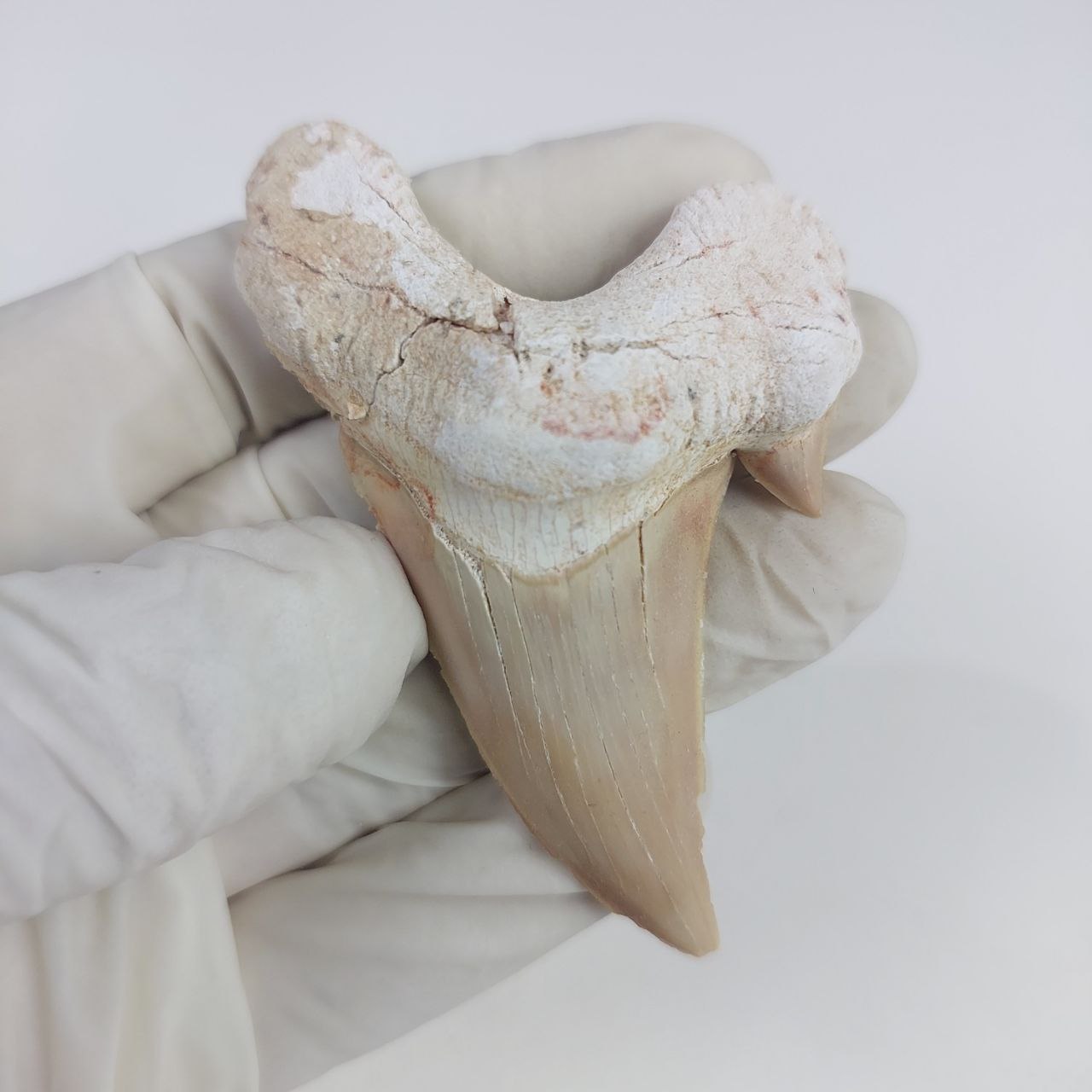 Shark Tooth Fossil 2 9 Original Otodus Obliquus Megalodon FossilPaleo Shark Tooth Fossil 2 9 Original Otodus Obliquus Megalodon FossilPaleo