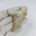 Shark Tooth Fossil 2.8" Otodus Obliquus Teeth Megalodon
