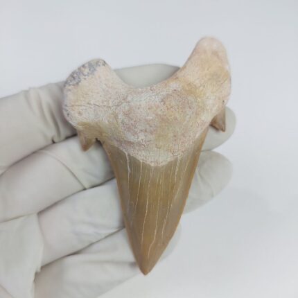 3.14" Great Otodus Obliquus Shark Fossil Tooth Specimen