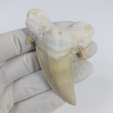 3.14" Incredible Otodus Obliquus Shark Fossil Tooth