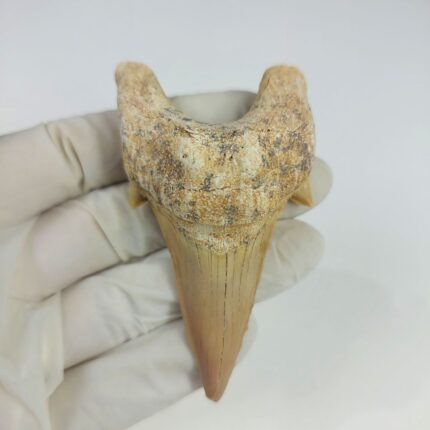 3.14" Top Rare Otodus Obliquus Shark Fossil Tooth Megalodon