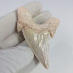 2.5" Specimen Otodus Obliquus Shark Fossil Tooth Morocco - Image 3