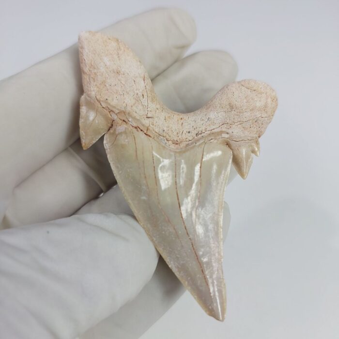 2.5" Specimen Otodus Obliquus Shark Fossil Tooth Morocco - Image 3