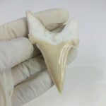 2.8" Specimen Otodus Obliquus Shark Fossil Tooth Morocco - Image 3