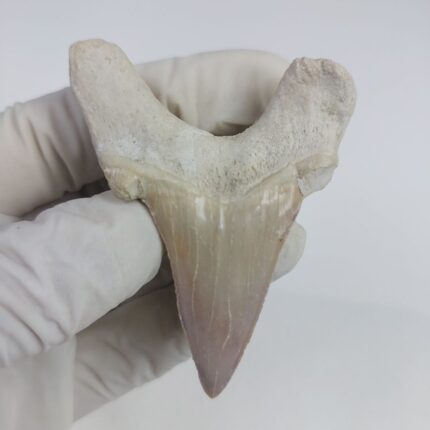 2.7" Shark Fossil Tooth Specimen Otodus Obliquus Morocco