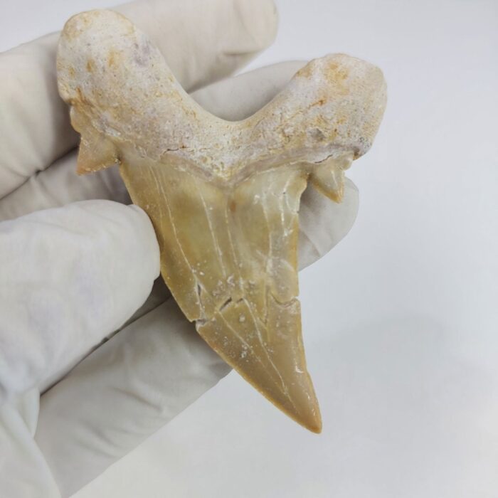 Shark Tooth Fossil 2.8" Otodus Obliquus Teeth Megalodon - Image 3