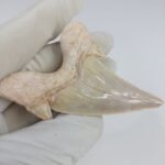 2.5" Specimen Otodus Obliquus Shark Fossil Tooth Morocco - Image 4