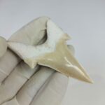 2.8" Specimen Otodus Obliquus Shark Fossil Tooth Morocco - Image 4
