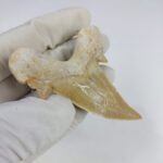 Shark Tooth Fossil 2.8" Otodus Obliquus Teeth Megalodon - Image 4