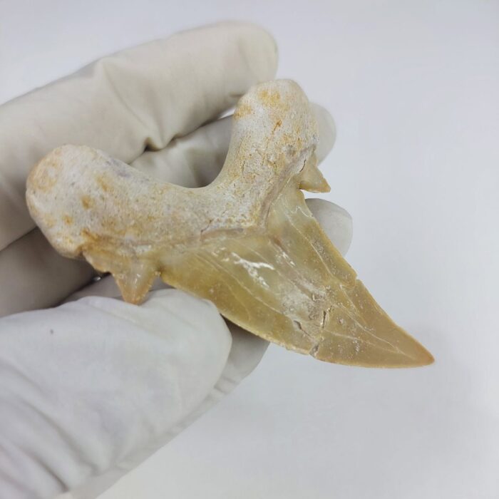 Shark Tooth Fossil 2.8" Otodus Obliquus Teeth Megalodon - Image 4