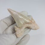 2.5" Specimen Otodus Obliquus Shark Fossil Tooth Morocco - Image 5