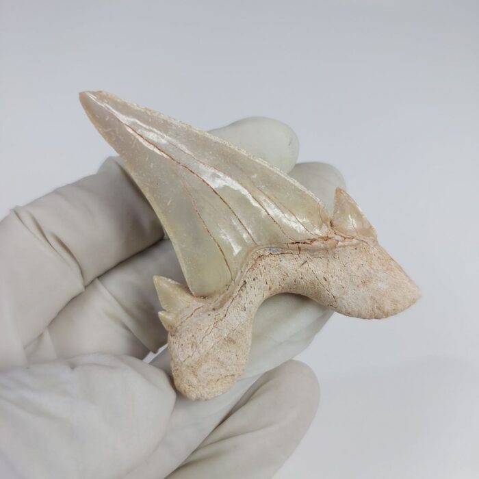 2.5" Specimen Otodus Obliquus Shark Fossil Tooth Morocco - Image 5