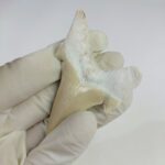 2.8" Specimen Otodus Obliquus Shark Fossil Tooth Morocco - Image 5