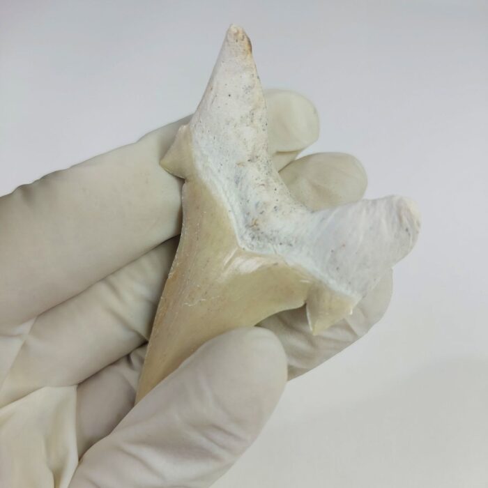 2.8" Specimen Otodus Obliquus Shark Fossil Tooth Morocco - Image 5