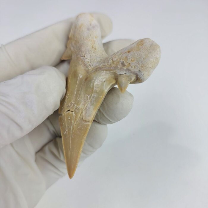 Shark Tooth Fossil 2.8" Otodus Obliquus Teeth Megalodon - Image 5
