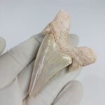 2.5" Specimen Otodus Obliquus Shark Fossil Tooth Morocco - Image 6