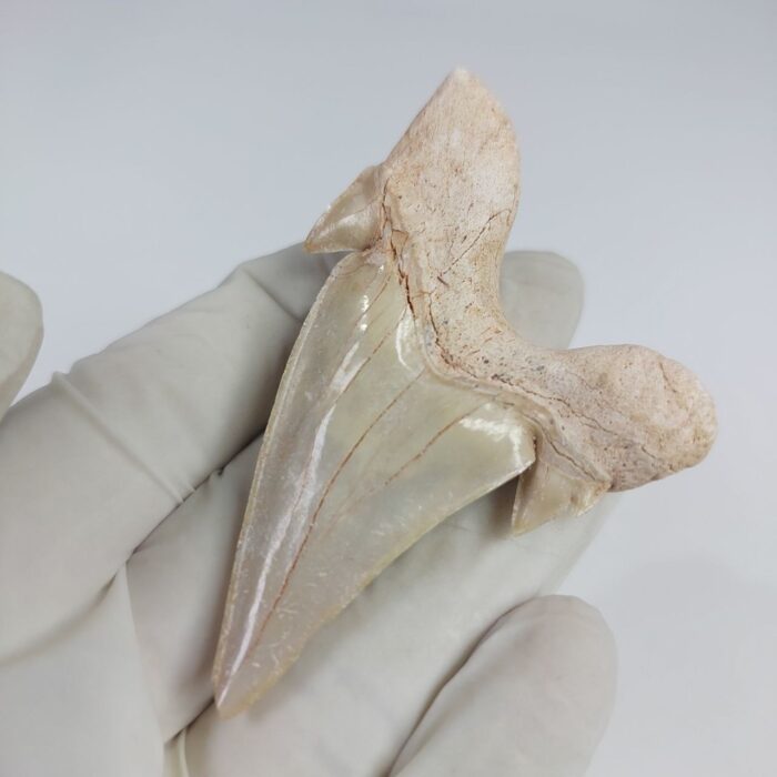 2.5" Specimen Otodus Obliquus Shark Fossil Tooth Morocco - Image 6