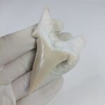 2.8" Specimen Otodus Obliquus Shark Fossil Tooth Morocco - Image 6