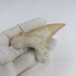 Shark Tooth Fossil 2.8" Otodus Obliquus Teeth Megalodon - Image 6