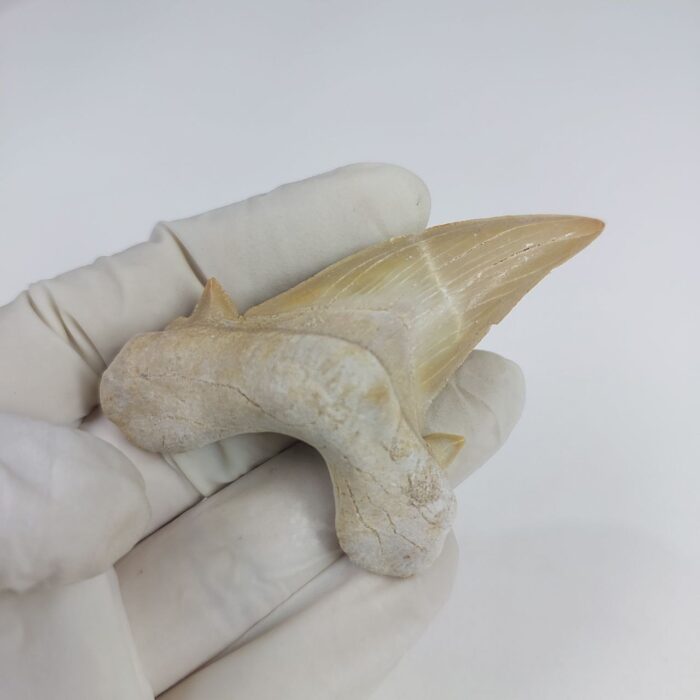 Shark Tooth Fossil 2.8" Otodus Obliquus Teeth Megalodon - Image 6