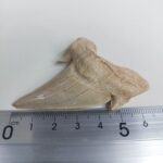2.5" Specimen Otodus Obliquus Shark Fossil Tooth Morocco - Image 7