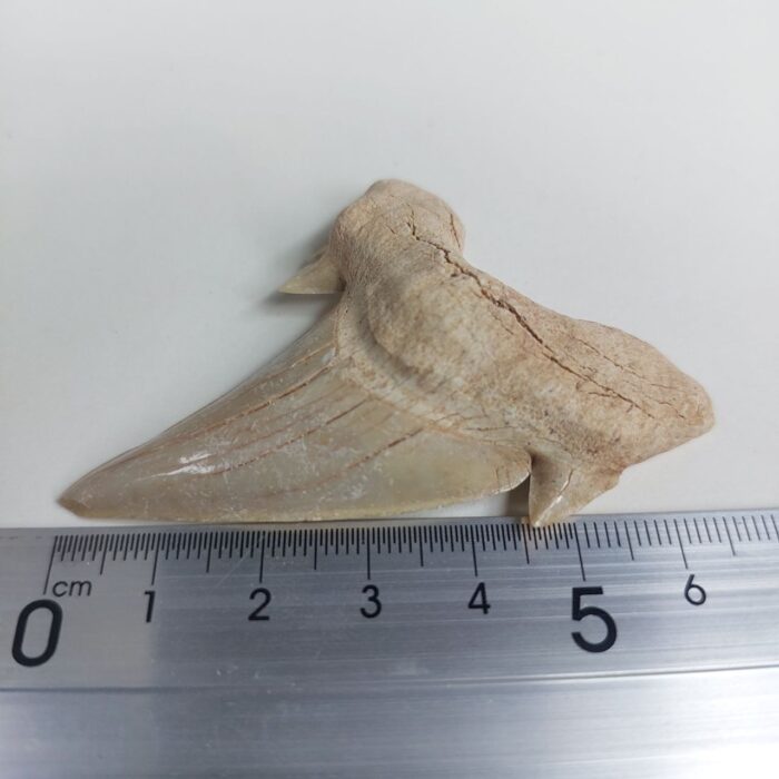 2.5" Specimen Otodus Obliquus Shark Fossil Tooth Morocco - Image 7