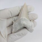 2.8" Specimen Otodus Obliquus Shark Fossil Tooth Morocco - Image 7