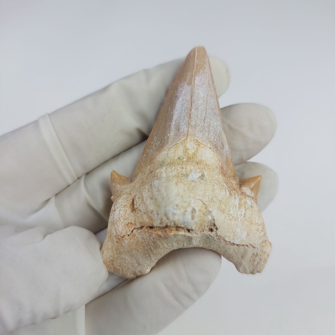Shark Tooth Fossil 2 6 Top Otodus Obliquus Megalodon FossilPaleo Shark Tooth Fossil 2 6 Top Otodus Obliquus Megalodon FossilPaleo