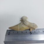 Shark Tooth Fossil 2.8" Otodus Obliquus Teeth Megalodon - Image 7