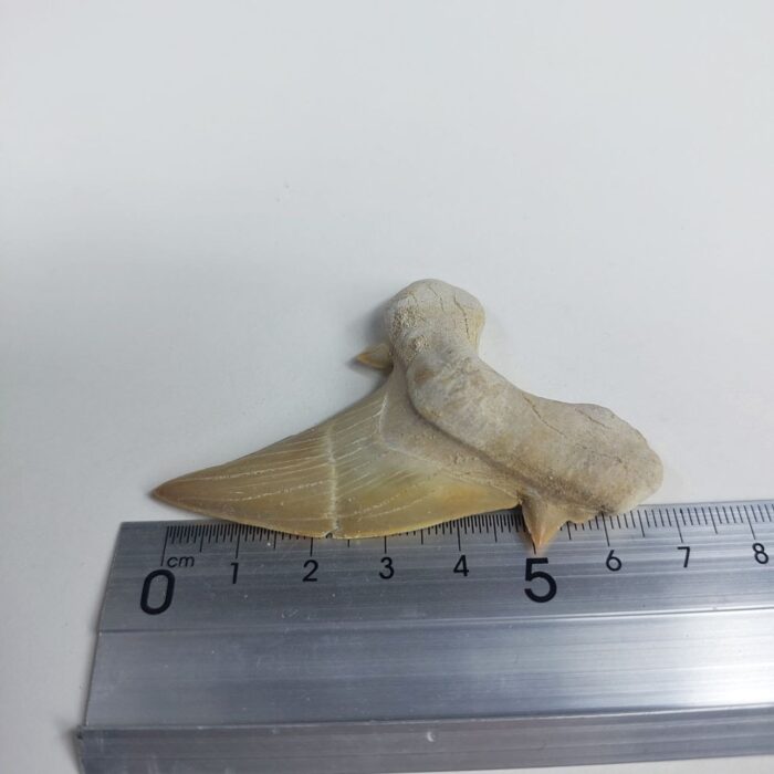 Shark Tooth Fossil 2.8" Otodus Obliquus Teeth Megalodon - Image 7