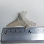 2.8" Specimen Otodus Obliquus Shark Fossil Tooth Morocco - Image 8