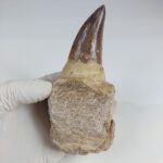 4.7" Rooted Mosasaurus Tooth Authentic Prognathodon Fossil