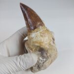 4.7" Rooted Mosasaurus Tooth Authentic Prognathodon Fossil - Image 3