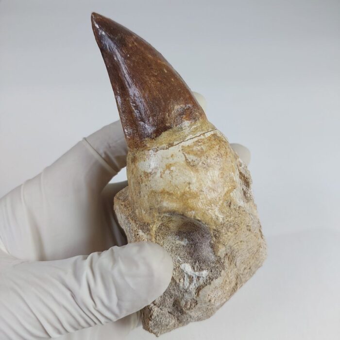 4.7" Rooted Mosasaurus Tooth Authentic Prognathodon Fossil - Image 3