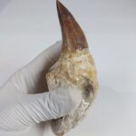 4.7" Rooted Mosasaurus Tooth Authentic Prognathodon Fossil - Image 4