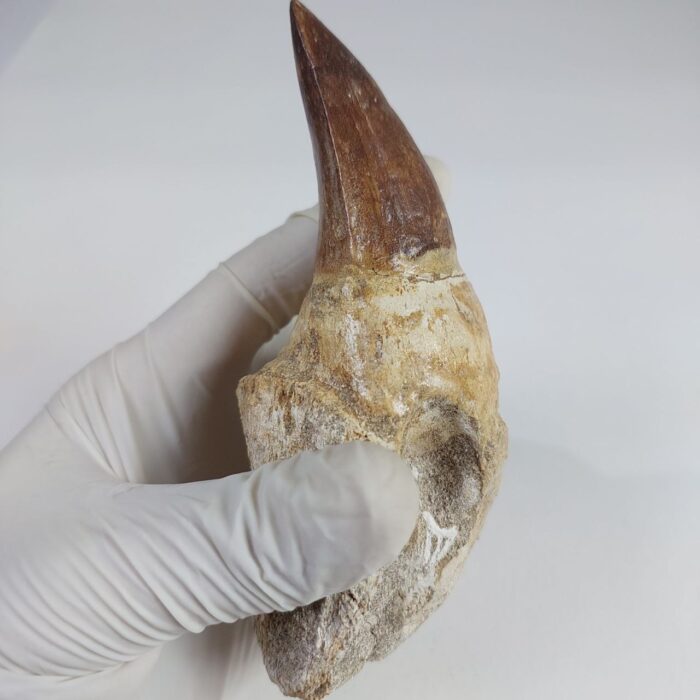4.7" Rooted Mosasaurus Tooth Authentic Prognathodon Fossil - Image 4