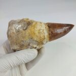 4.7" Rooted Mosasaurus Tooth Authentic Prognathodon Fossil - Image 5