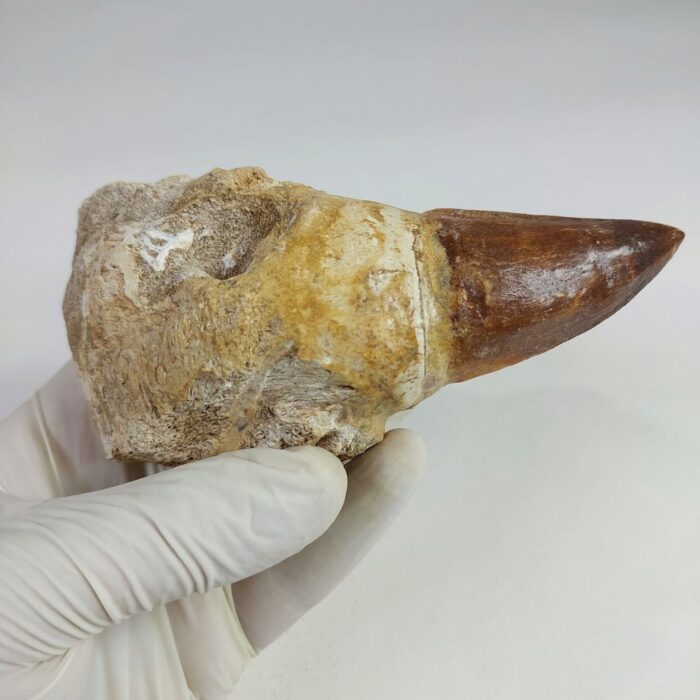 4.7" Rooted Mosasaurus Tooth Authentic Prognathodon Fossil - Image 5