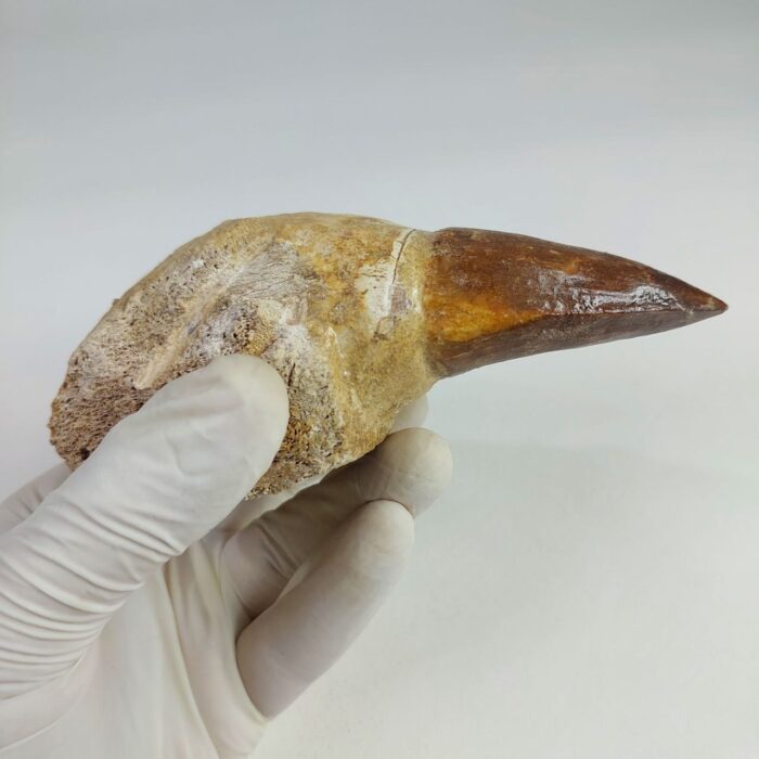 4.7" Rooted Mosasaurus Tooth Authentic Prognathodon Fossil - Image 6