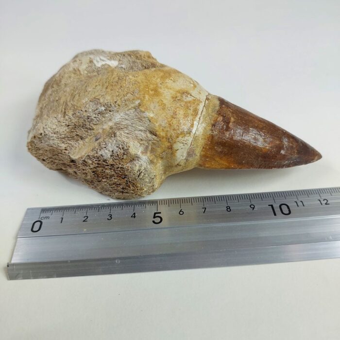 4.7" Rooted Mosasaurus Tooth Authentic Prognathodon Fossil - Image 7