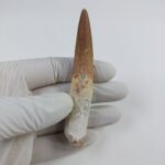 3.6" Original Spinosaurus Fossil Tooth Dinosaur Morocco